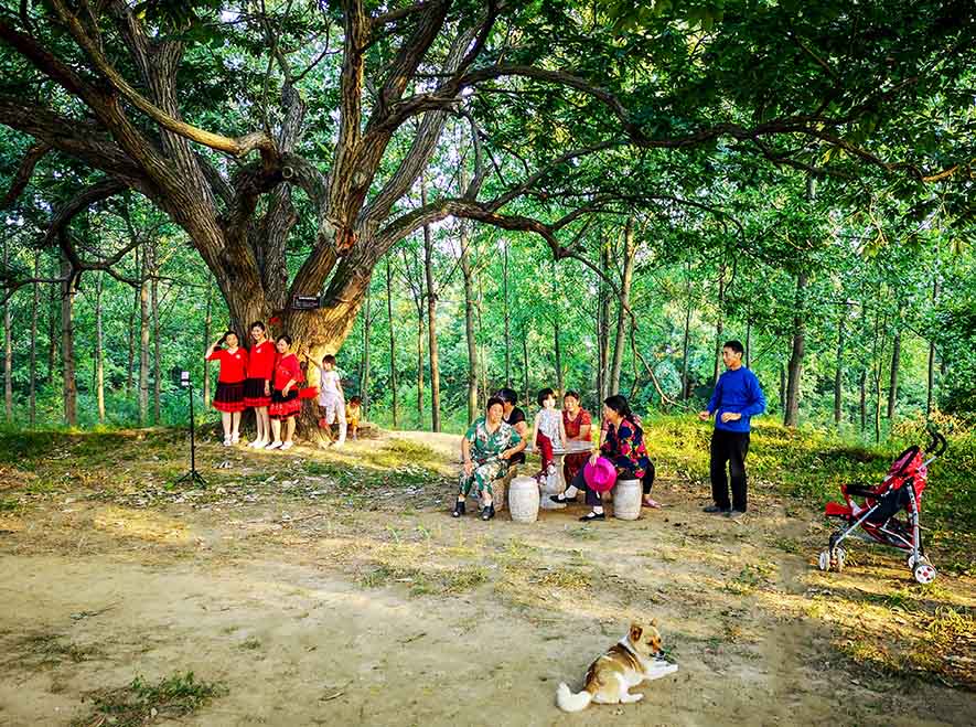 河南光山縣發現千年板栗園