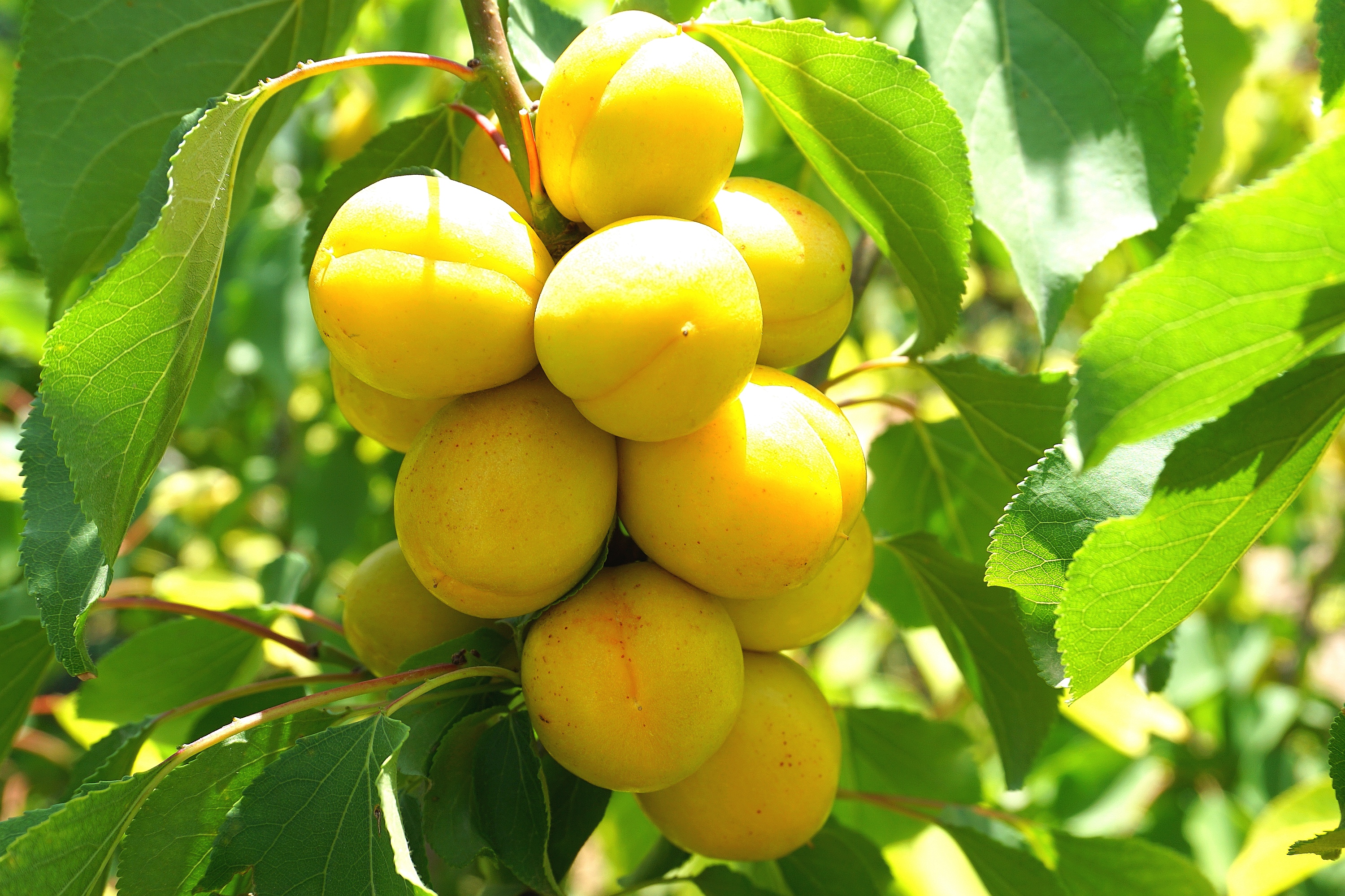 这个端午小长假 来秦汉新城三义村摘杏 住忒色窑洞__凤凰网