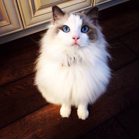 高贵的蓝眼布偶猫