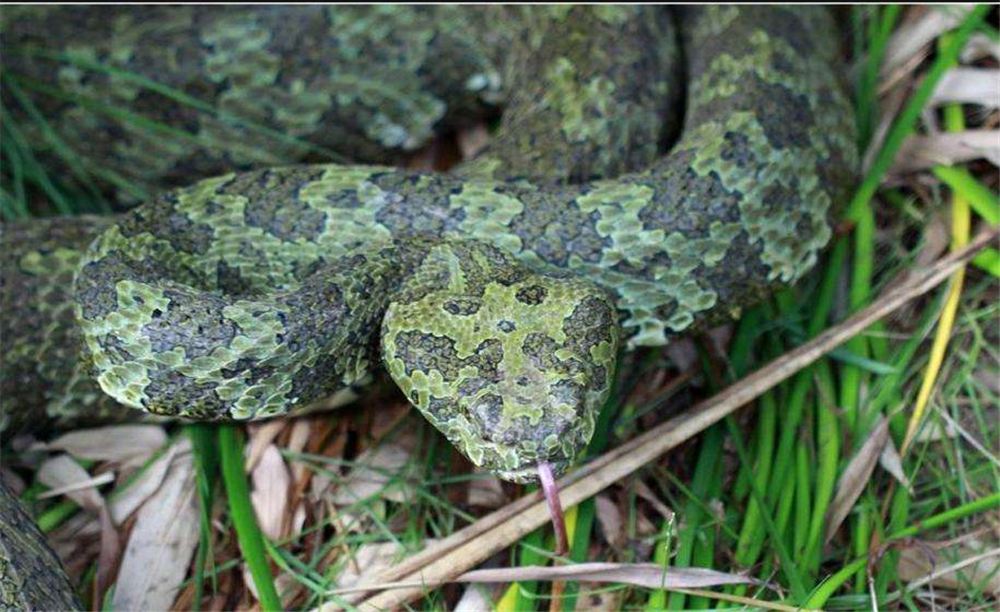 湖南莽山藏有世界最贵的蛇,民间俗称小青龙,蛇中大熊猫价值百万