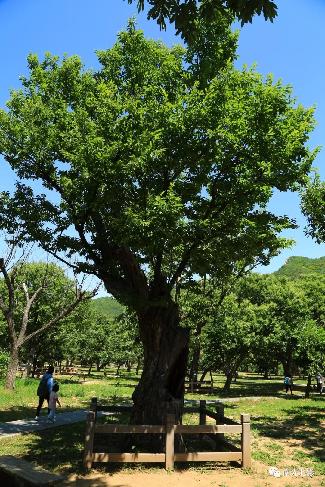 青山碧水明长城,蓝天白云八百年古板栗树——南光北影摄影
