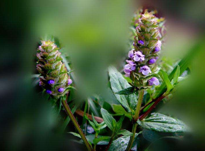 它是最贴心的"养肾卫士",男人常吃,肾会强壮,精力更旺!