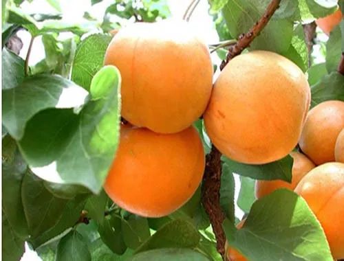 吃杏对身体的好处_吃杏有什么好处和坏处_杏好处和坏处