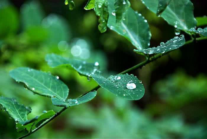 七言绝句细雨清风平水韵