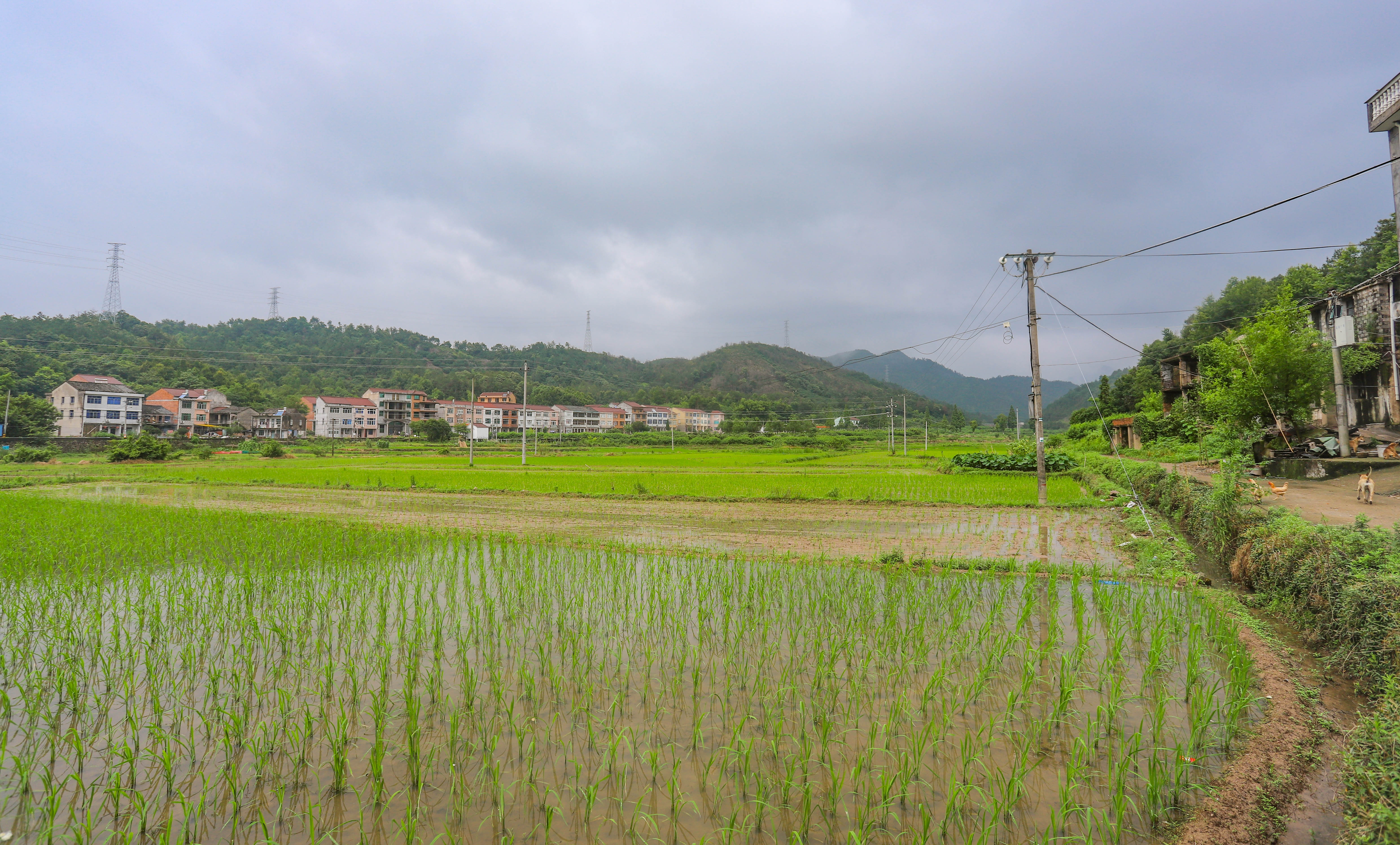 白水洋,一个建在交通咽喉的繁华小镇,镇上三宝堪称浙江三绝