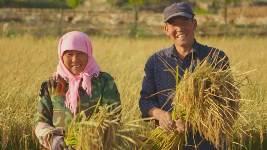 综艺报评论央视纪录片稻米之路从一粒米窥见世界