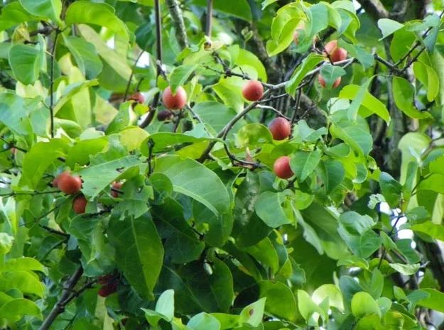 斯里兰卡特产▕五层龙