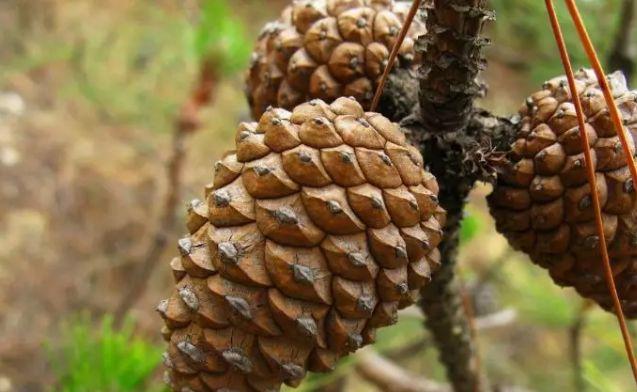 农村这种植物,过去拿来当柴烧,如今60元一斤人称长寿果