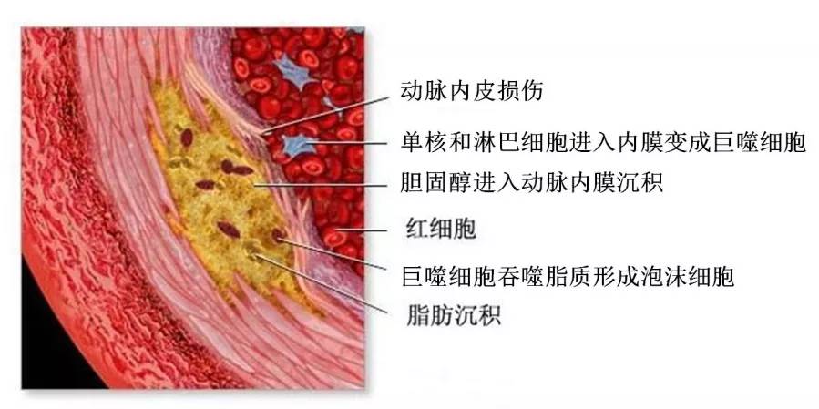 血管内皮细胞示意图图片