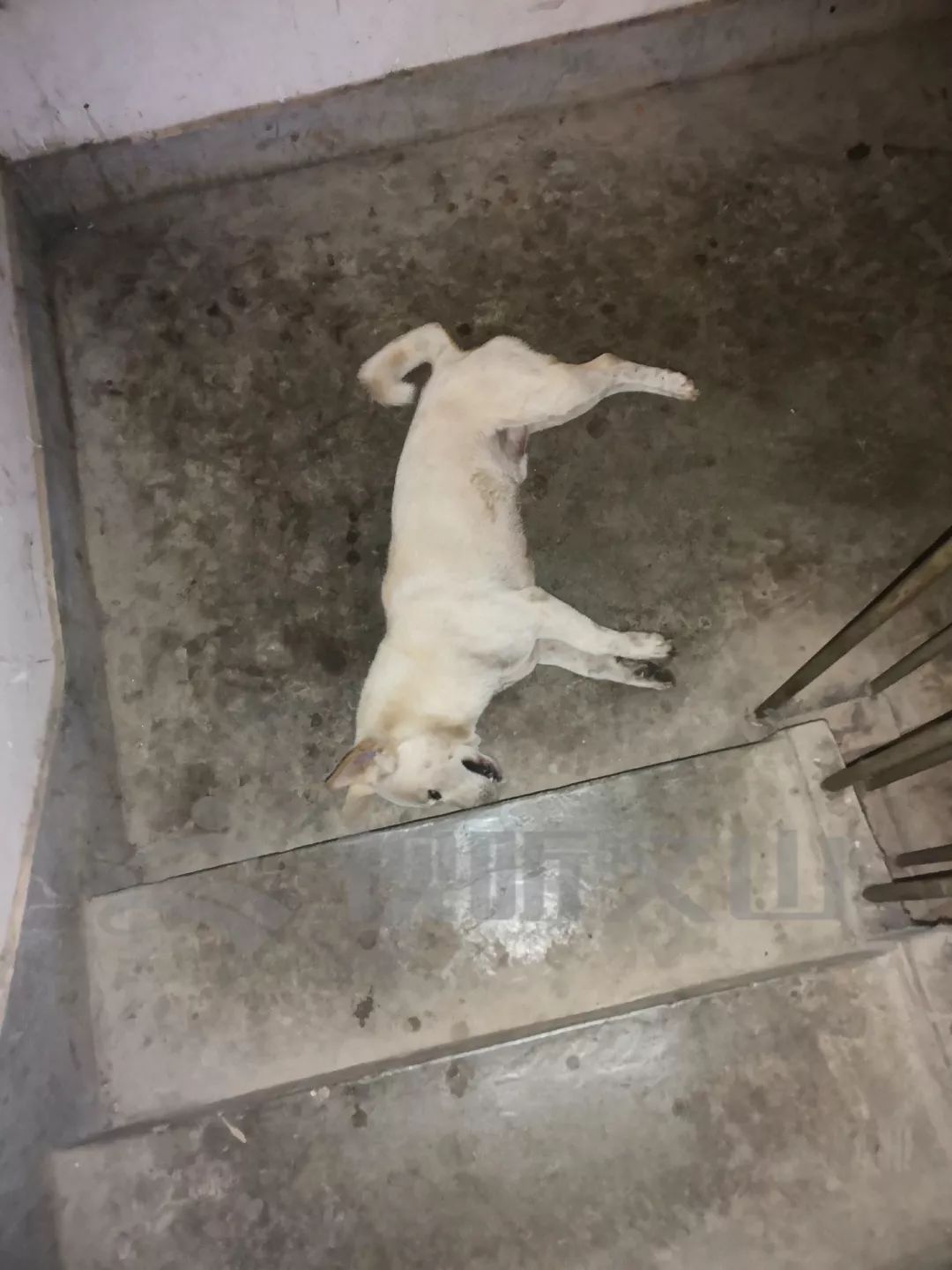 不小心把茶杯犬踩死了图片