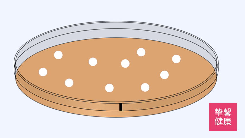 培养皿简图图片