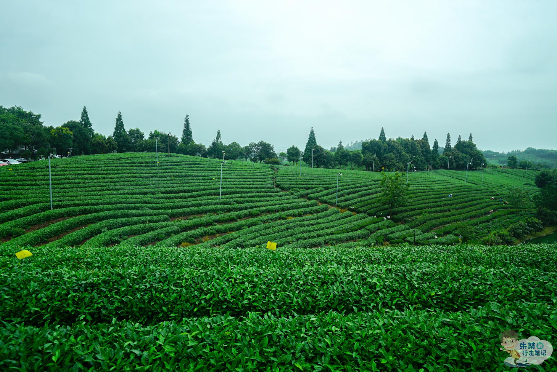 中国面积最大的茶园连片茶园面积8万余亩茶室的茶游客免费喝