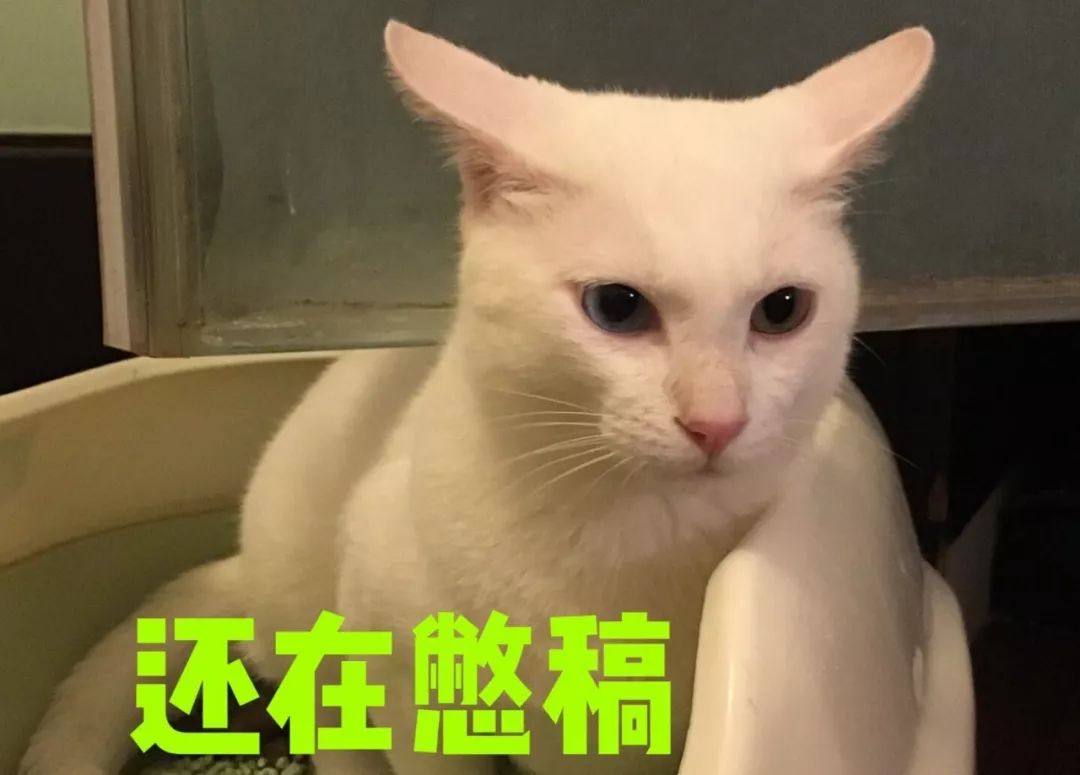 有猫的后现代生活 | 反向流行 1__凤凰网