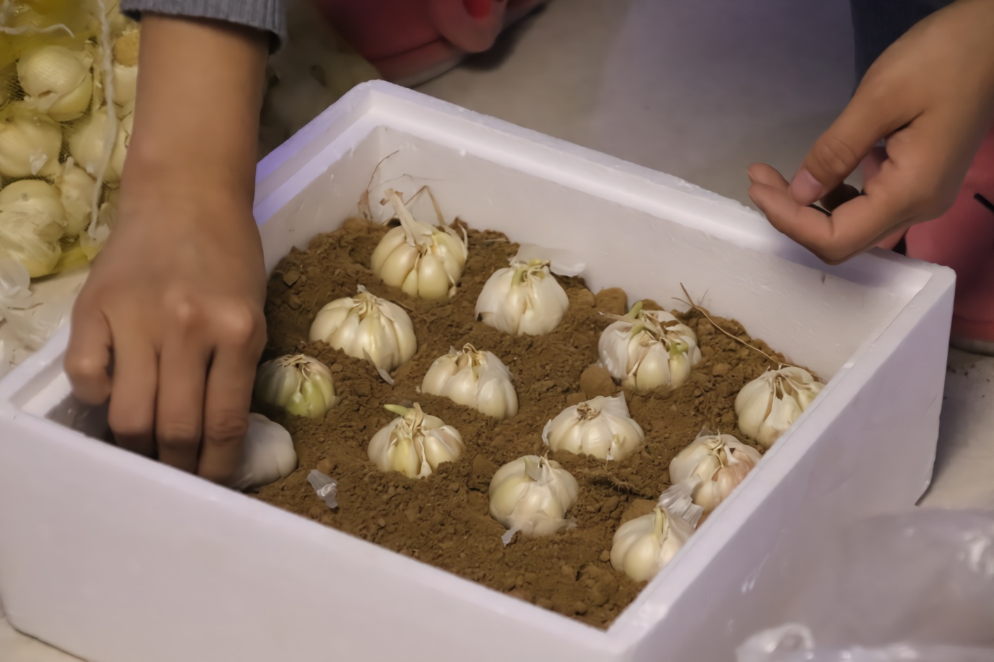 农村媳妇妙招种蒜黄用废纸箱和泡沫城里人也可以在家种