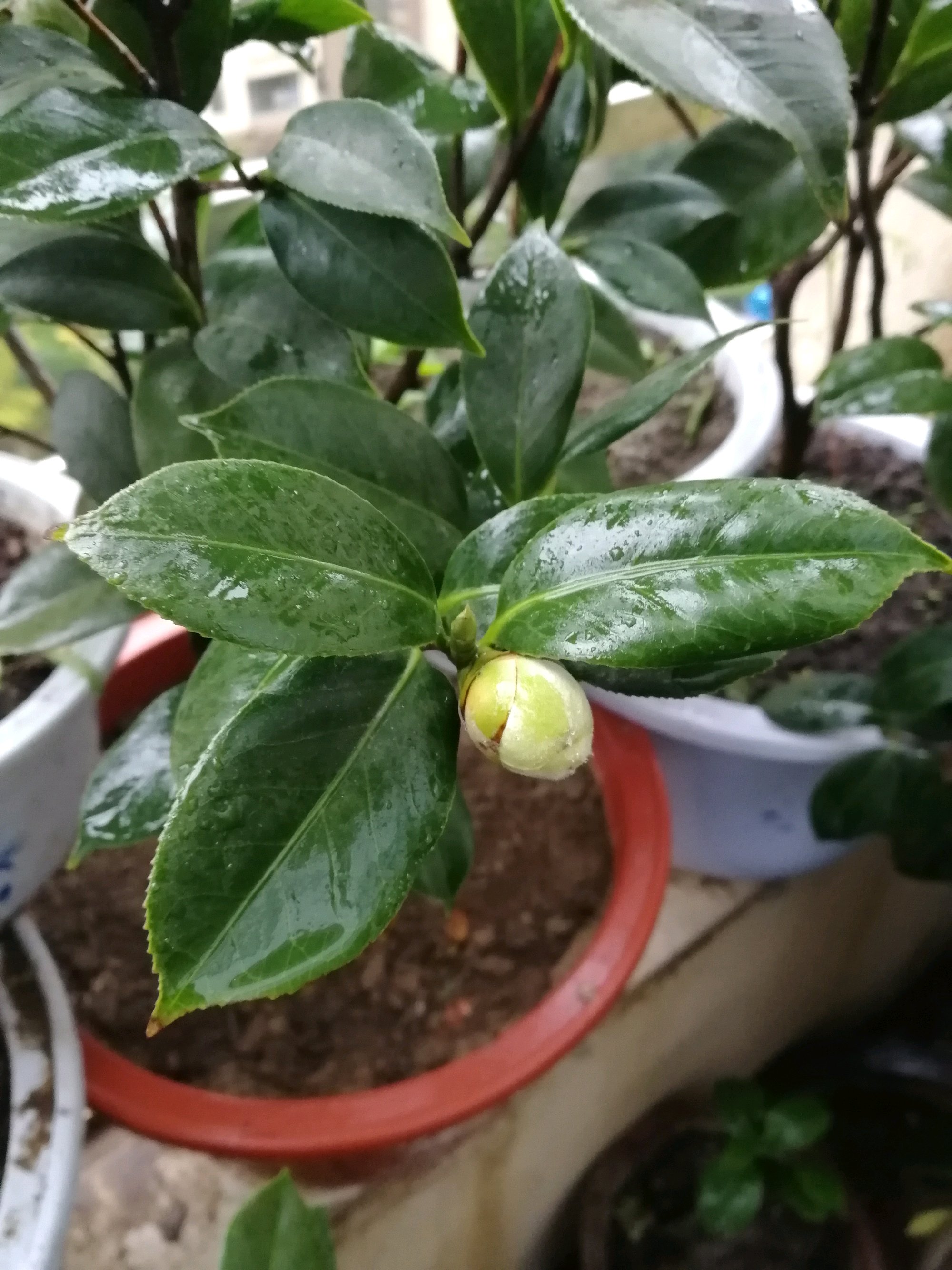 茶花干叶,这3种原因,第一种最不好!