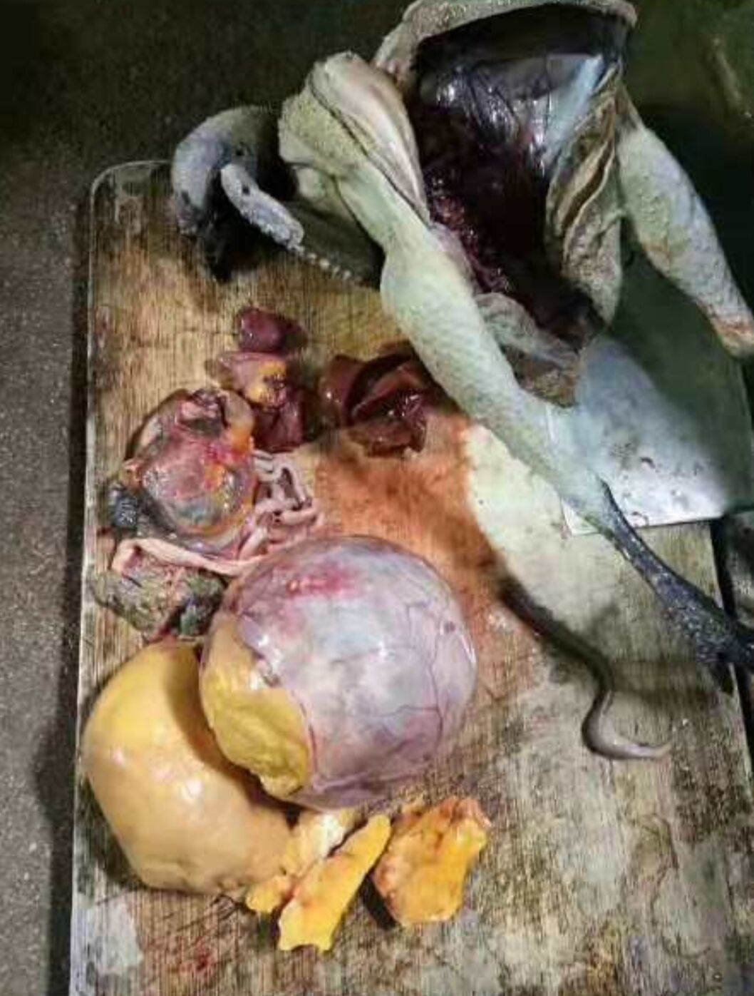 幸运户杀鸡发现鸡黄,鸡宝1克价值十万?