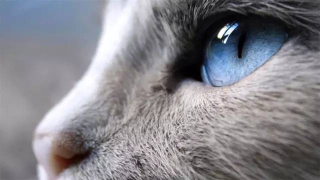 第三种灵宠:猫