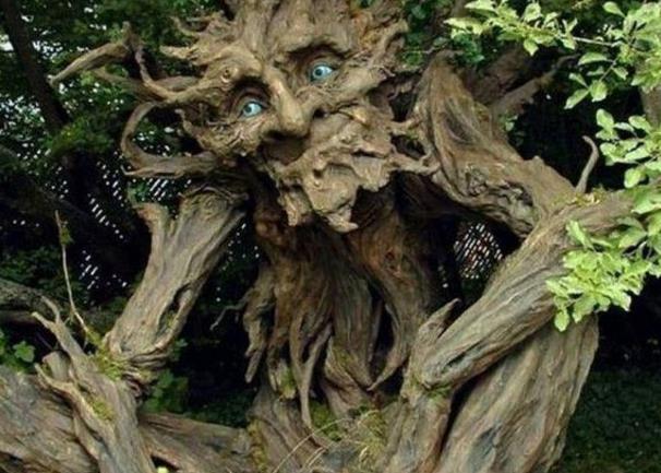 男子外出旅游,意外发现一颗怪树,拍照发到网上招人争论__凤凰网