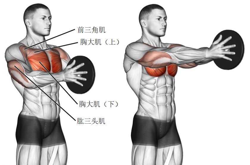 不知道怎么练胸肌?这些【胸部】健身经典动作可以了解一下!