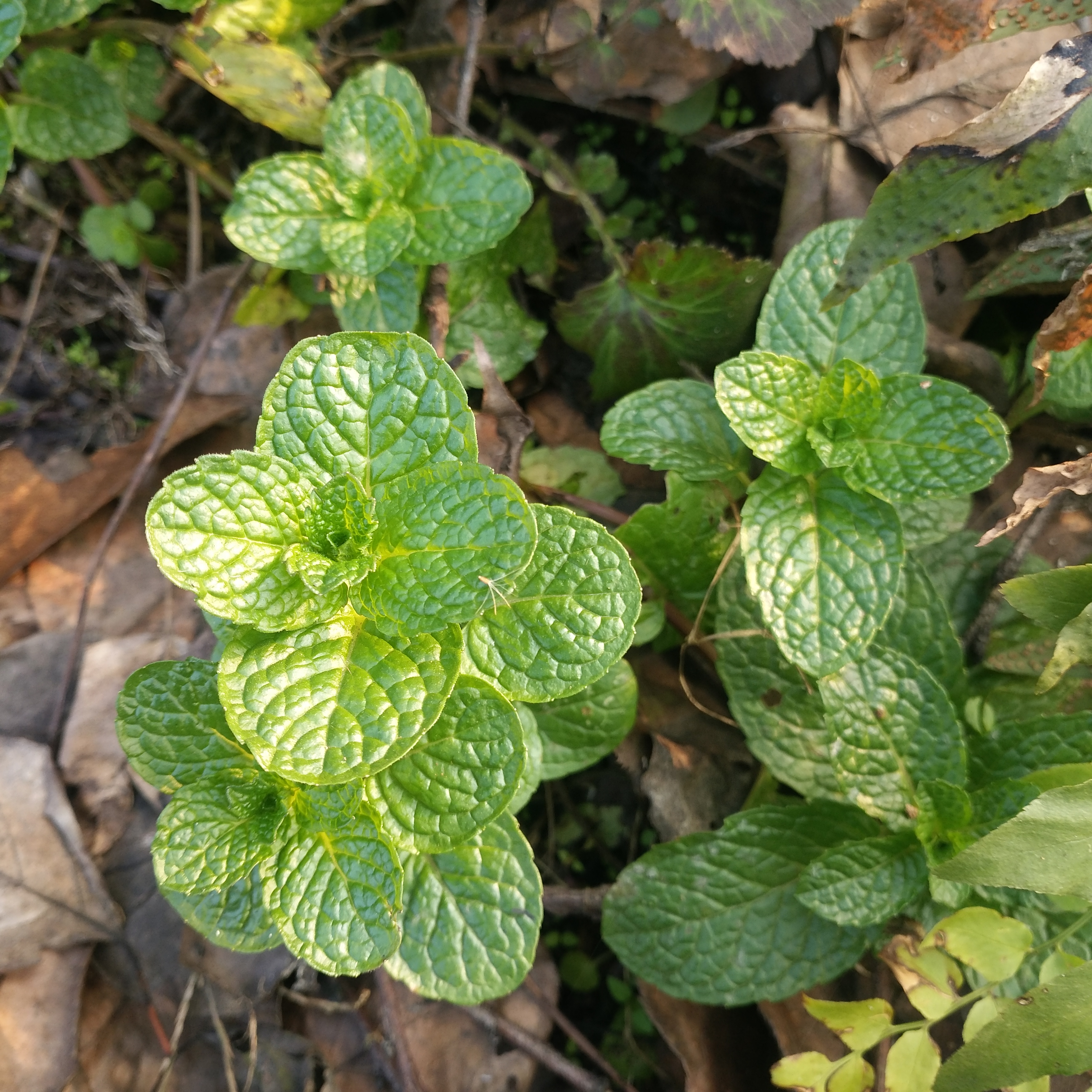 农村常见的鱼香菜