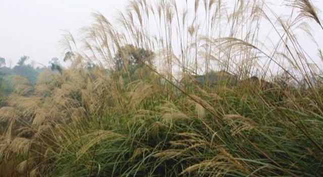 "可见"坟头长草两米高"确实不是什么好事情,很多人也不希望有这种现象