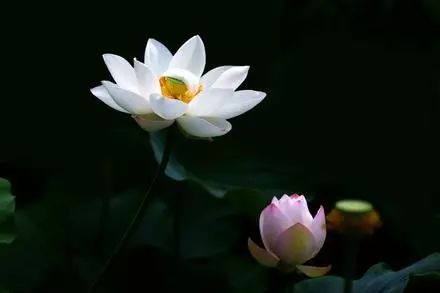 赵亚磊盛世白莲外一首诗歌