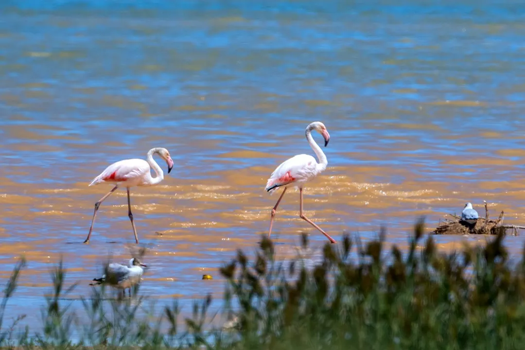 渤海湾,请给候鸟留一席之地