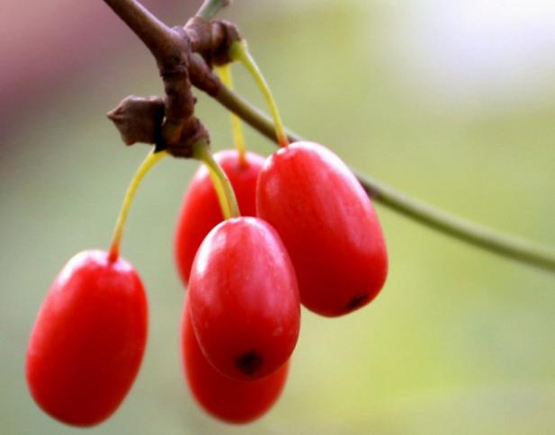 农村树上这个野果,红艳艳像枸杞,比红枣珍贵,30元一斤