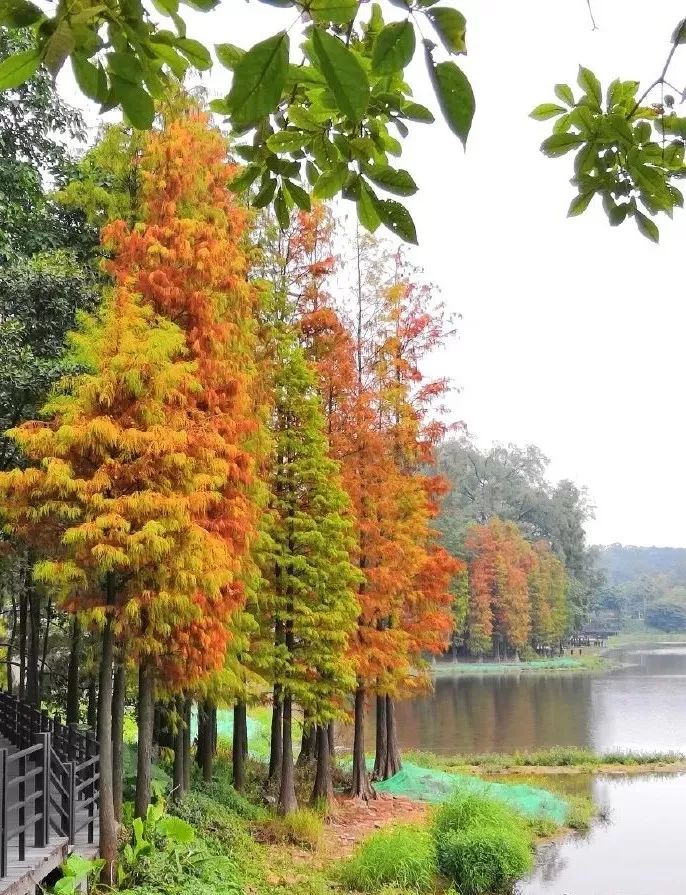 唯美!水杉,落羽杉红了,这里仿佛童话仙境一般