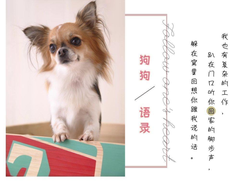 干货|幼犬的常见疾病及防治事项