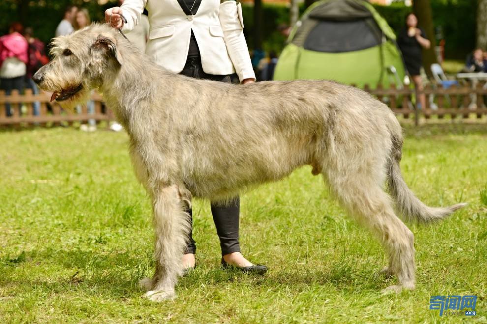 愛爾蘭獵狼犬甚至可以撲殺野狼