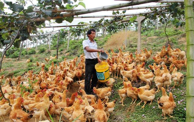 養雞技術家禽飼養管理日程表