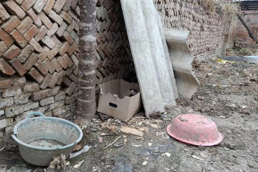 狗窝农村狗的生存状态