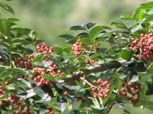 花椒樹栽培技術|大紅袍花椒的主要病蟲害防治技術