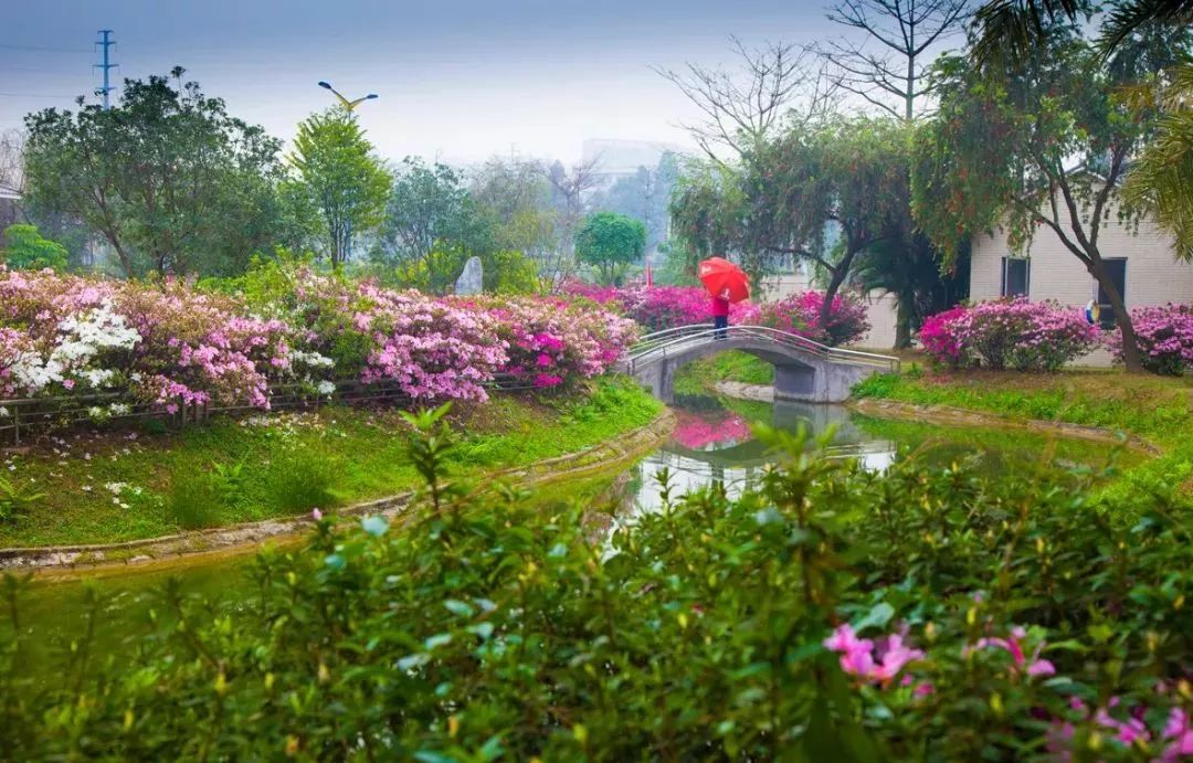 賞花貼士 地點:花都廣場,紅棉大道,人民公園,秀全公園,迎賓路 杜鵑花