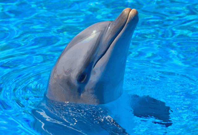 表演总是座无虚席的记得小时候去水族馆海豚超级聪明可爱的动物技术姐