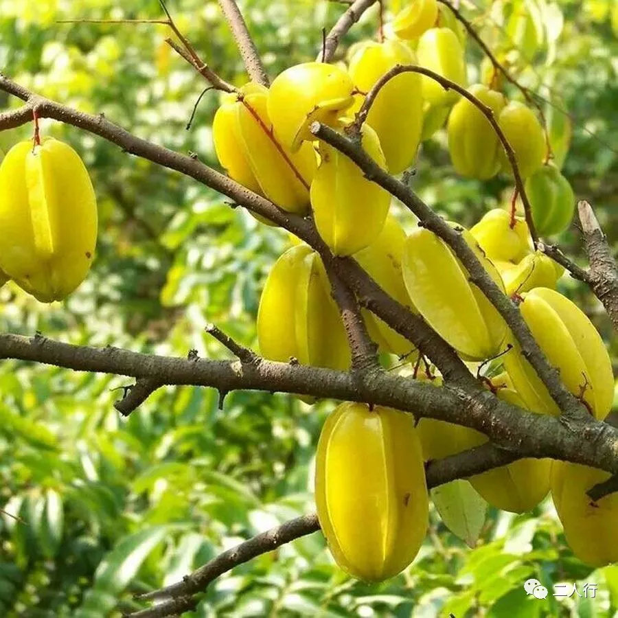 杨桃carambola /star fruit