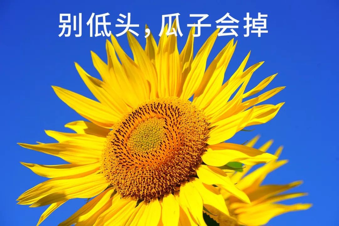 太阳东升西落,那向日葵会在天亮前齐刷刷猛甩头吗?