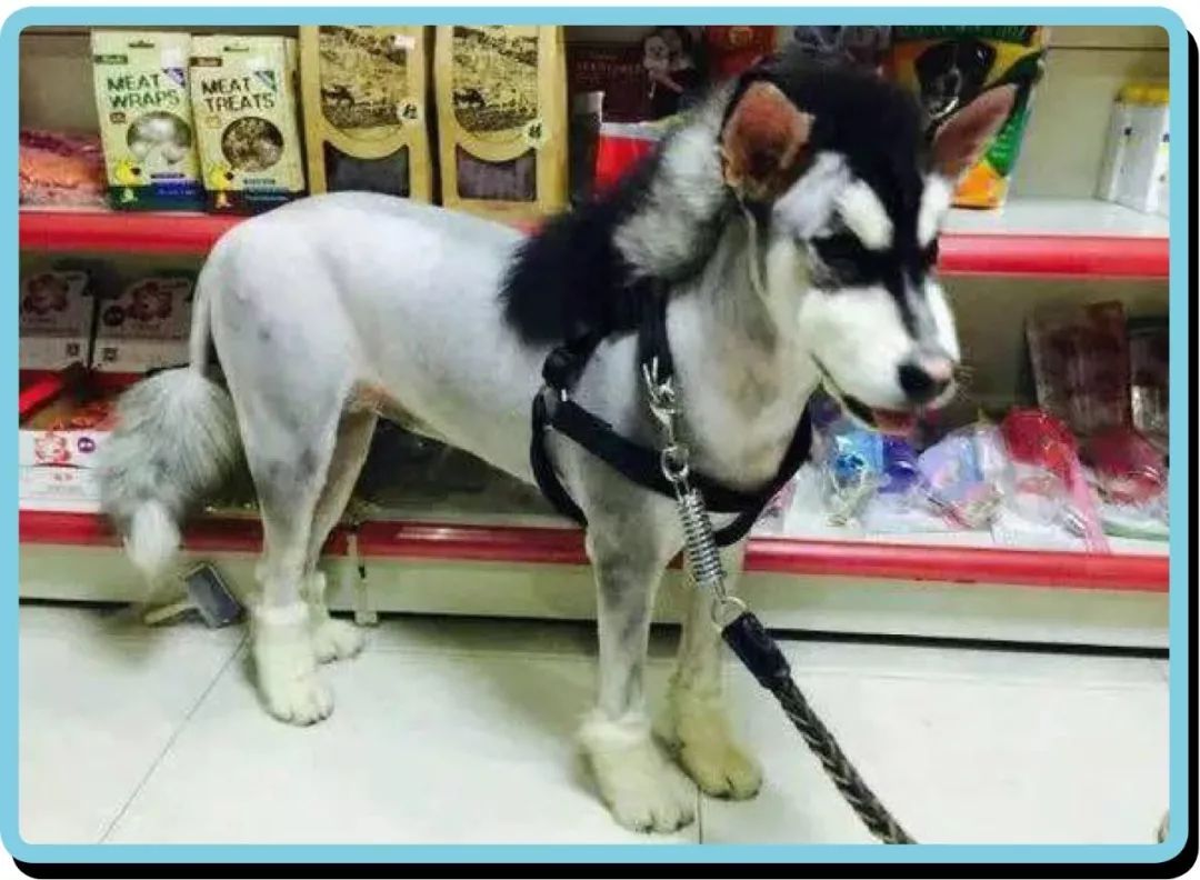 农村的哈士奇有多让人窒息