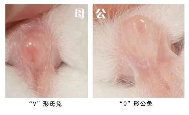 养兔技术|家兔捉拿方法及公母鉴别