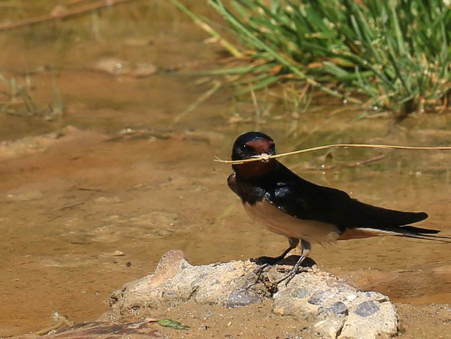 惟有帘前双燕子,惜花衔起带香泥. ——明代:谢五娘《春暮》