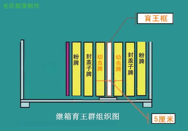 蜜蜂养殖技术早春中蜂意蜂育王群的组织技术