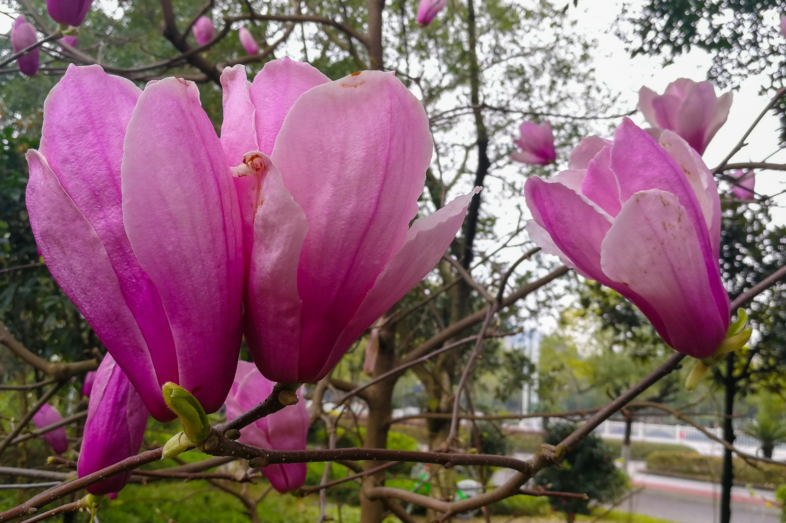 广西第45站 柳州这个地方玉兰盛开……__凤凰网