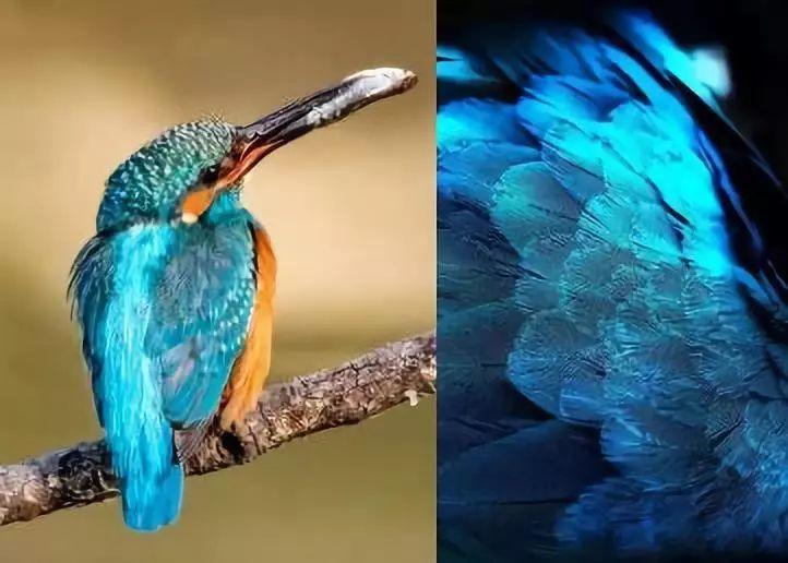 点翠首饰——华丽夺目的背后是翠鸟的血泪哀鸣