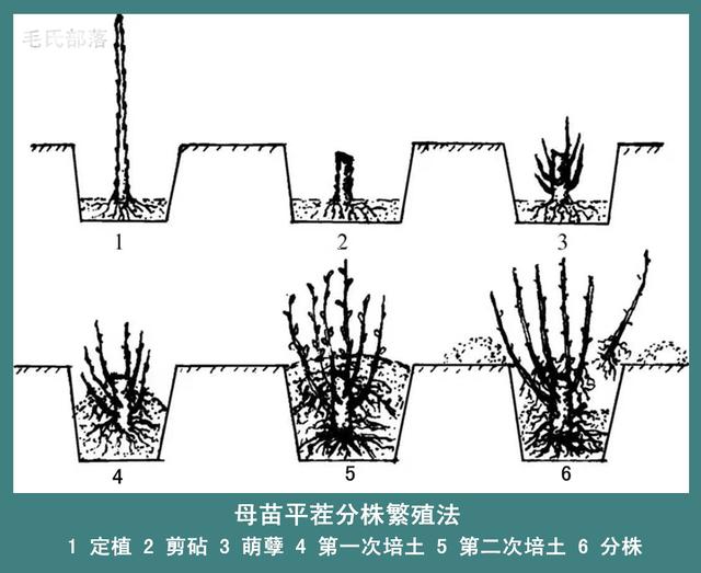 樱桃树栽培技术|樱桃砧木分株繁殖育苗技术__凤凰网