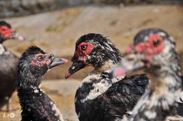 喜欢展翅飞翔的瘤头番鸭