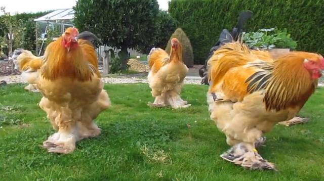 世界上最大的鸡,身高竟然高达1.2米?老鹰见了都害怕!