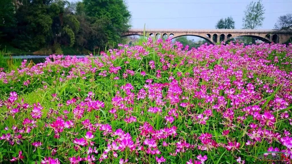 美如仙境曾亮相央视的紫云英花海来啦