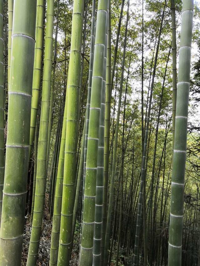 中宜贝赴清镇市林场考察楠竹项目__凤凰网