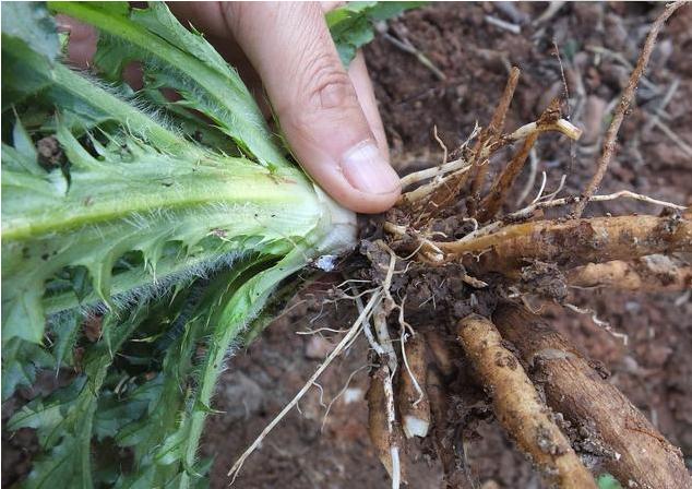 大蓟农村好用的草药很多人喜欢的野菜